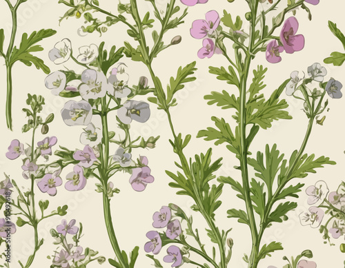 Antique botany illustration of wild flowers: Cuckoo Flower, Cardamine pratensis 
