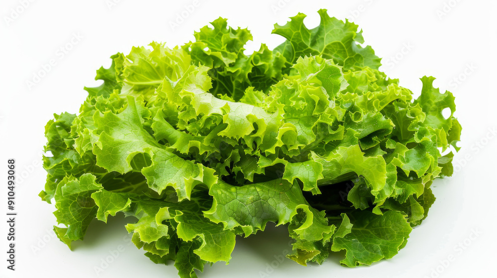 A whole lettuce isolated on white A whole lettuce isolated on white