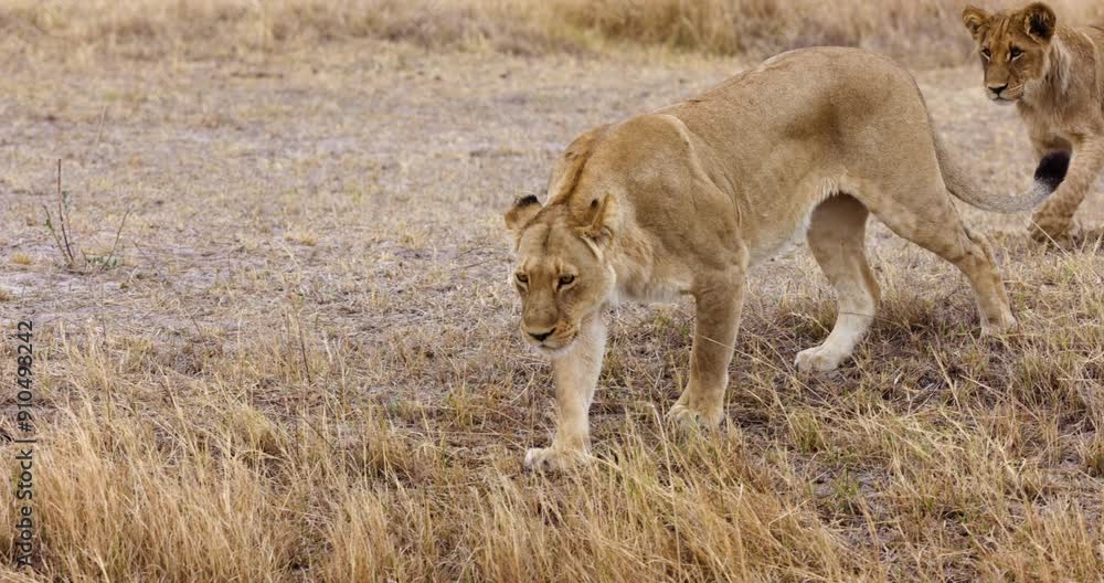 Slow motion close-up. Lioness jumps across a narrow stream of water Slow motion close-up. Lioness jumps across a narrow stream of water
