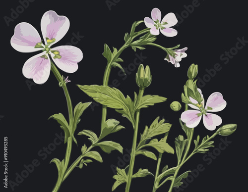 Antique botany illustration of wild flowers: Cuckoo Flower, Cardamine pratensis 
