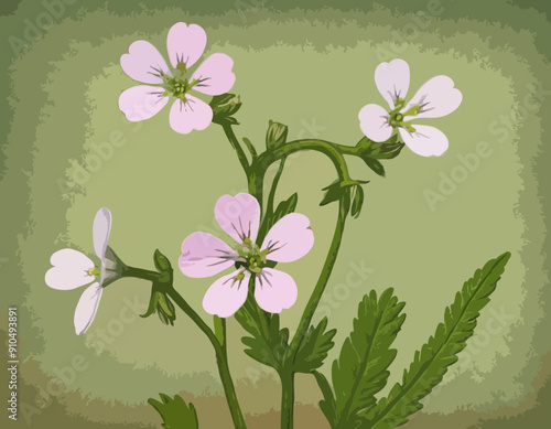 Antique botany illustration of wild flowers: Cuckoo Flower, Cardamine pratensis 
