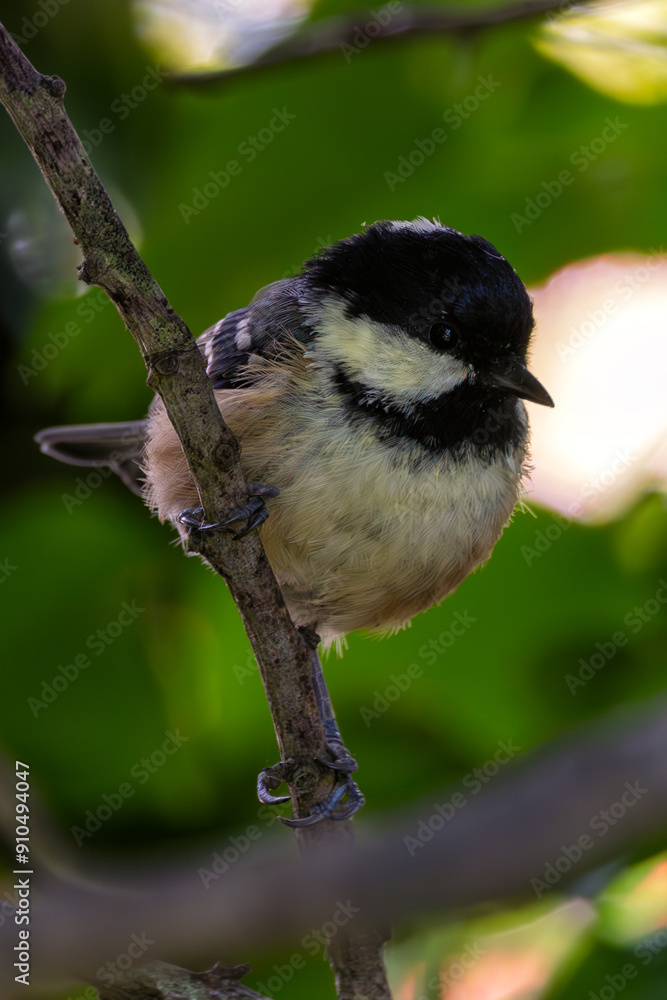 Coal Tit (Periparus ater) - Commonly found in coniferous woodlands and gardens Coal Tit (Periparus ater) - Commonly found in coniferous woodlands and gardens