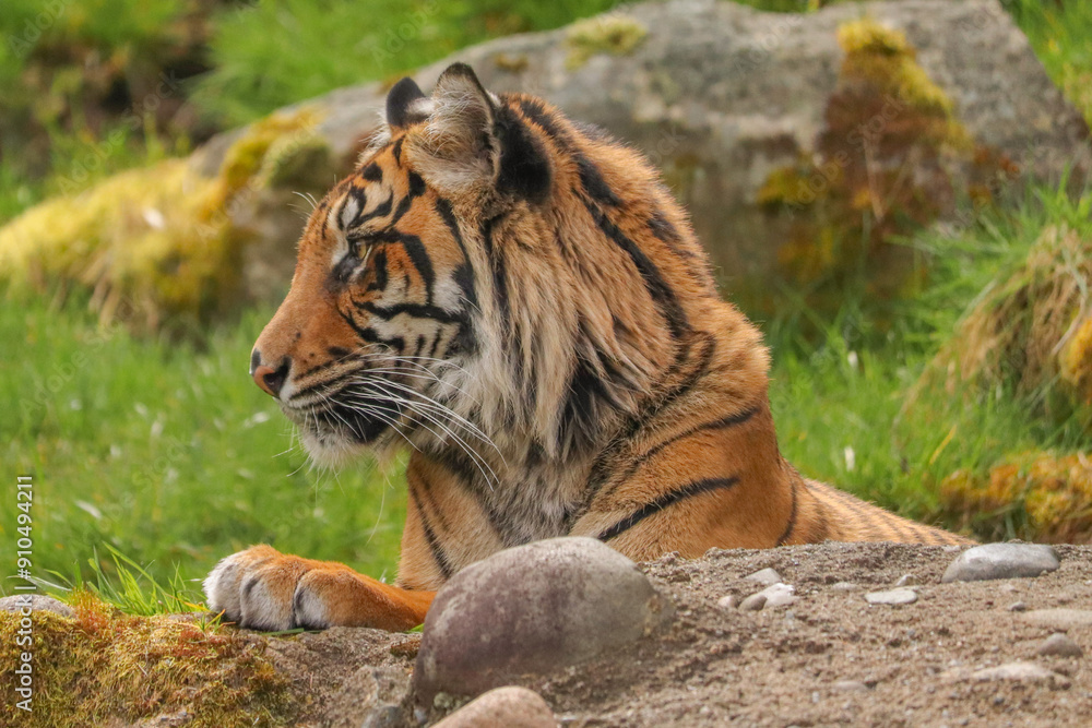 Obraz premium Tiger in Zoo