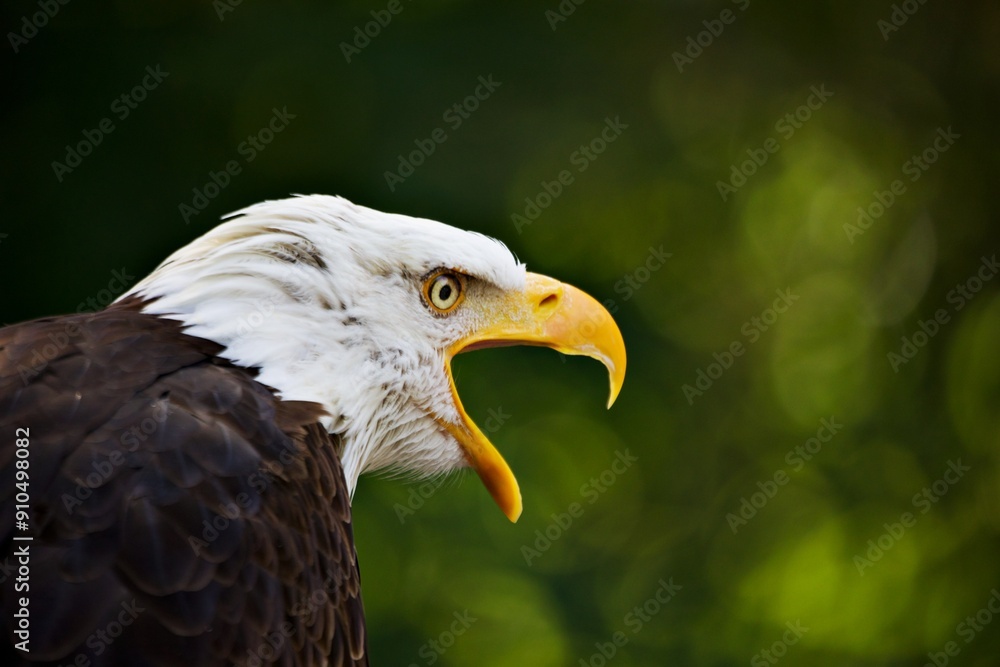 Weisskopfseeadler Weisskopfseeadler