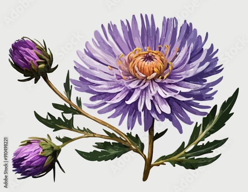 Botanical Style Aster Flower On A Transparent Background 
