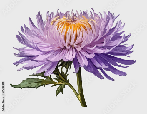 Botanical Style Aster Flower On A Transparent Background 
