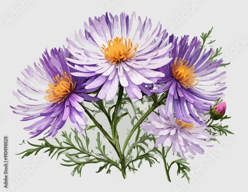 Botanical Style Aster Flower On A Transparent Background 
