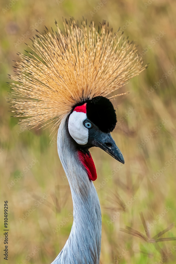 Fototapeta premium Gray Crowned Crane Close-up