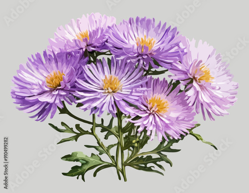 Botanical Style Aster Flower On A Transparent Background 
