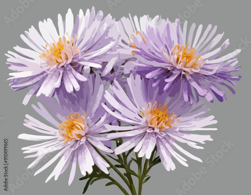 Botanical Style Aster Flower On A Transparent Background 
