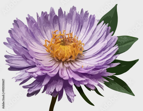 Botanical Style Aster Flower On A Transparent Background 
