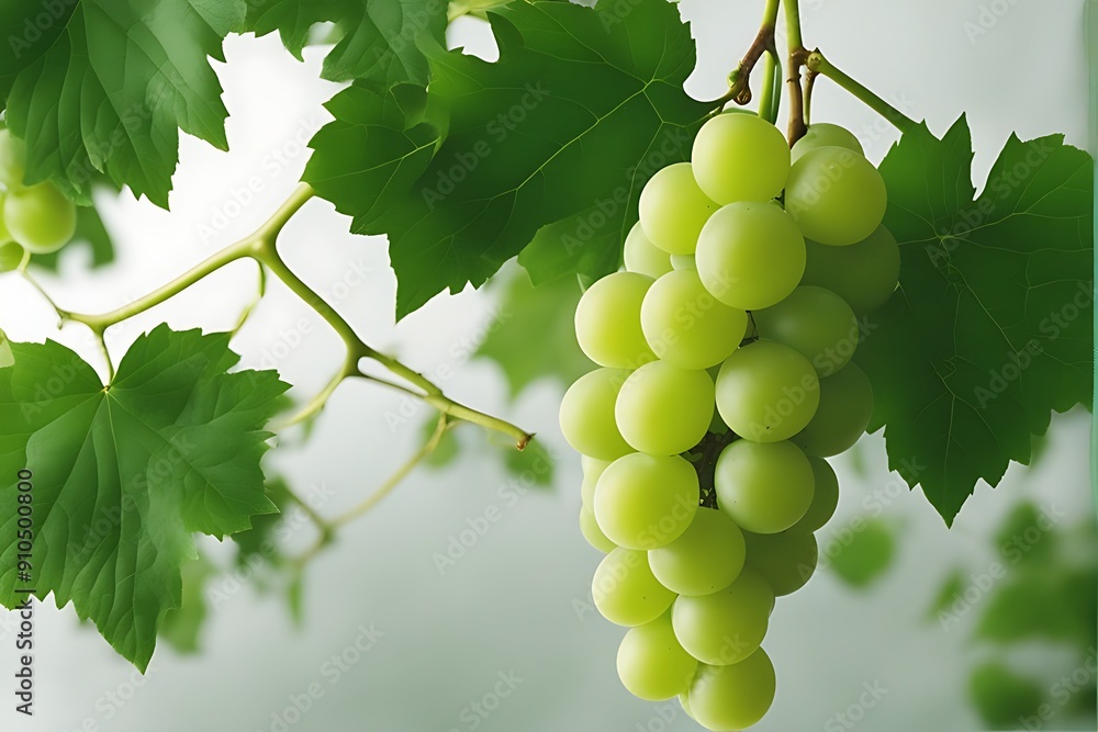 path clipping white Green F grape leaves path clipping white Green F grape leaves