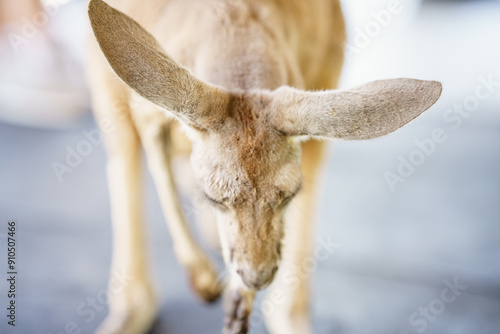 Εκτύπωση καμβά Kangaroo ears. Shallow depth of focus bokeh