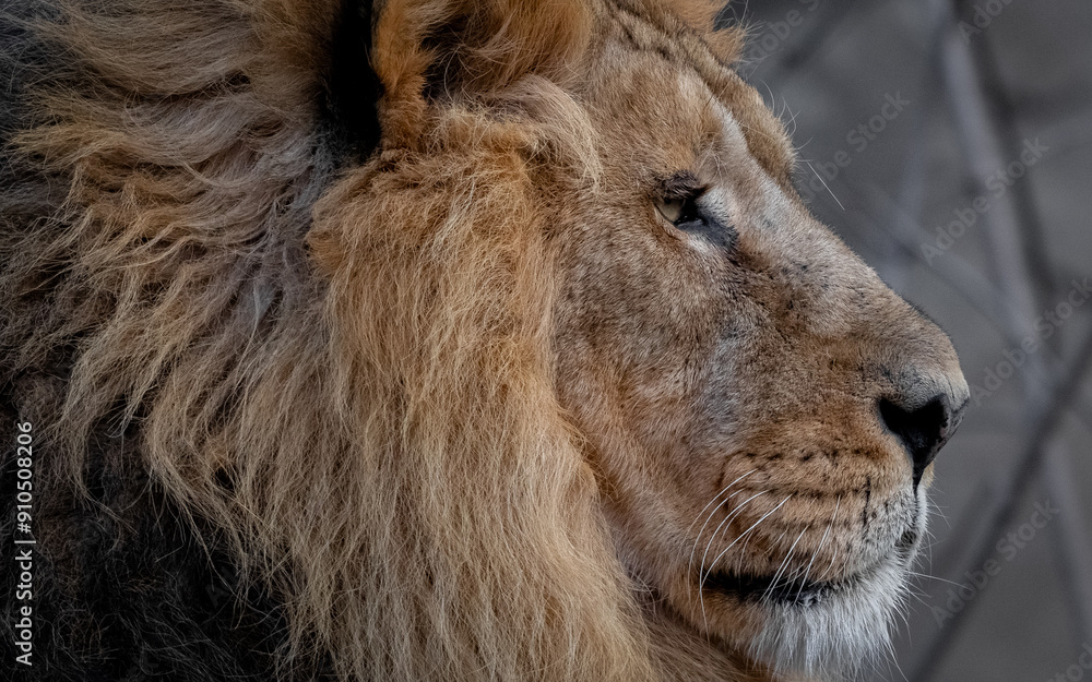 Naklejka premium Lion