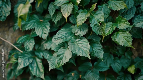  A close-up of a leafy plant with green leaves against a stone wall in the background