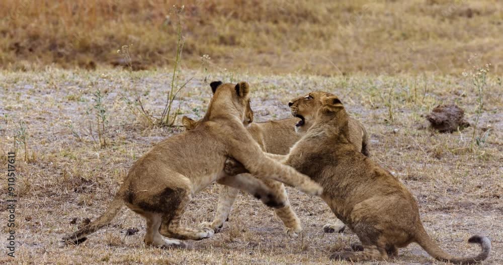 Slow motion close-up. Three cute young lion cubs playing with each other. Slow motion close-up. Three cute young lion cubs playing with each other.