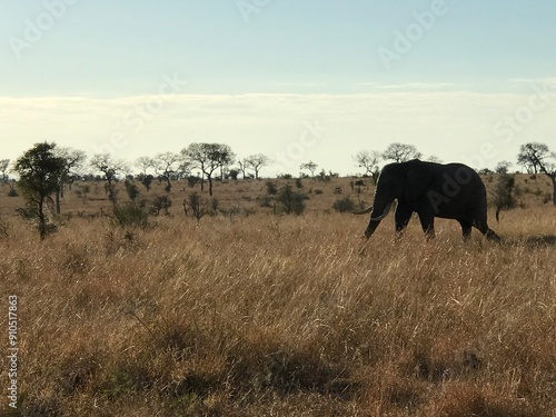 Elephant Sout Africa photo