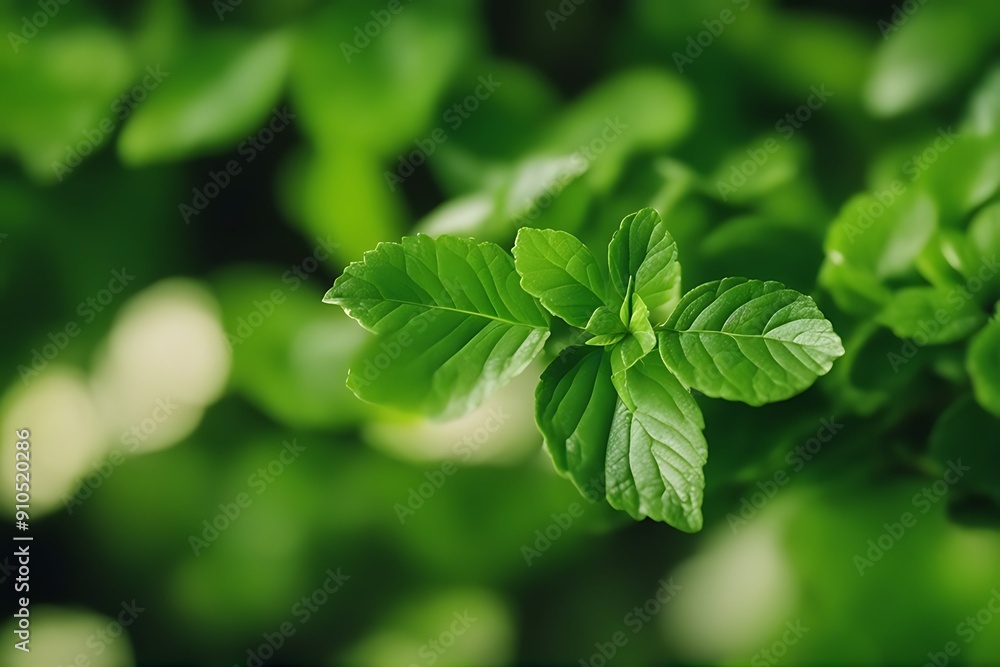 greens colorful Fresh greens colorful Fresh