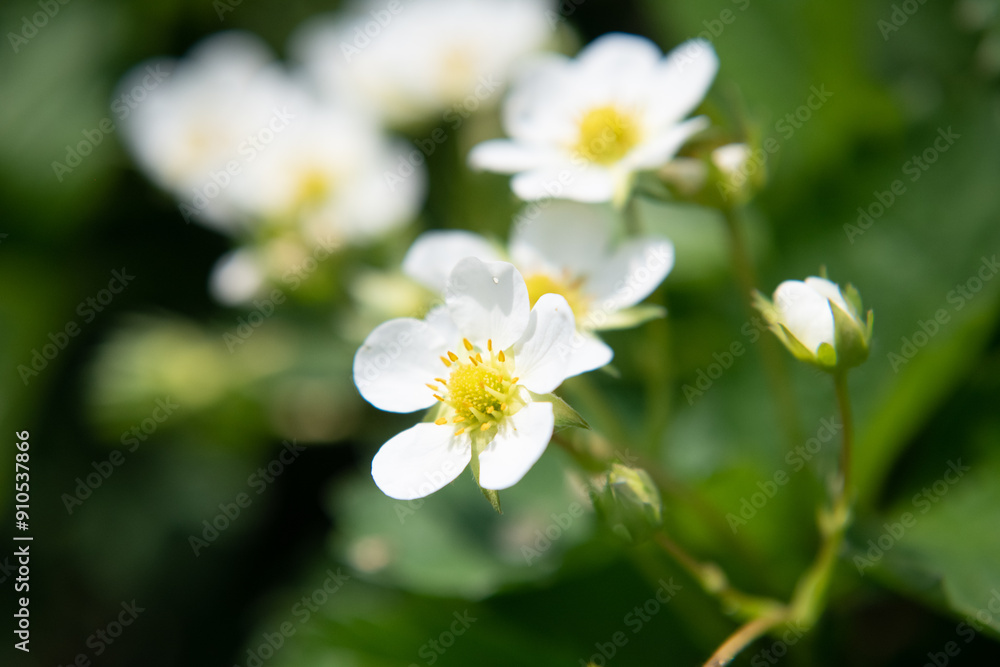 Wild strawberry flowers in spring. Close-up. Wild strawberry flowers in spring. Close-up.