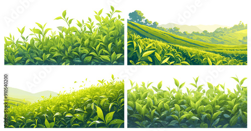 Cartoon tea plantation border set. Green farm fields landscape, agriculture hills with tea plant vector illustration