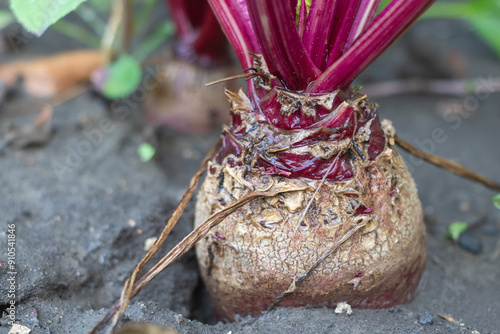 Close up photo of the roots and top part of an burgundy beetroot, growing in garden, ground view photo