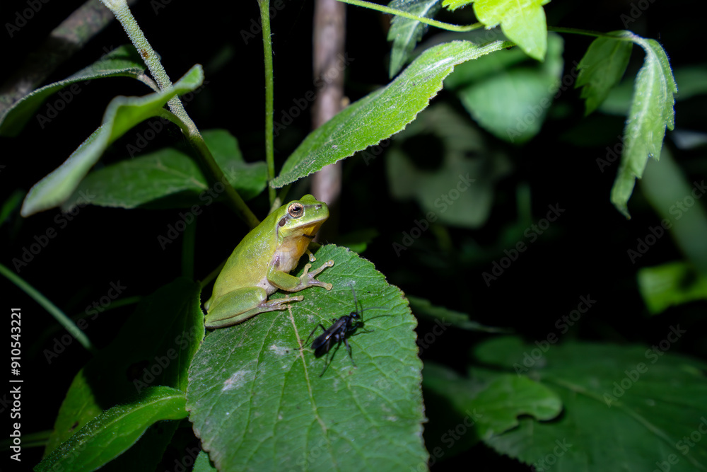 Mediterranean tree frog, Strepless tree frog, Hyla meridionalis, Catalonia, Spain Mediterranean tree frog, Strepless tree frog, Hyla meridionalis, Catalonia, Spain