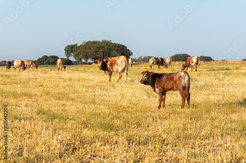 Mertolenga Herd: Calf Enjoying the Summer Yellow Meadow. photo