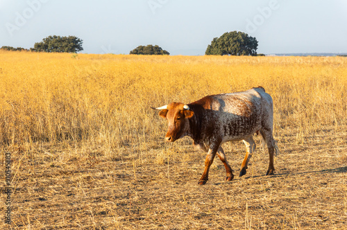 Solitary Mertolenga Cow Walking Through the Yellow Grass at Dawn. photo