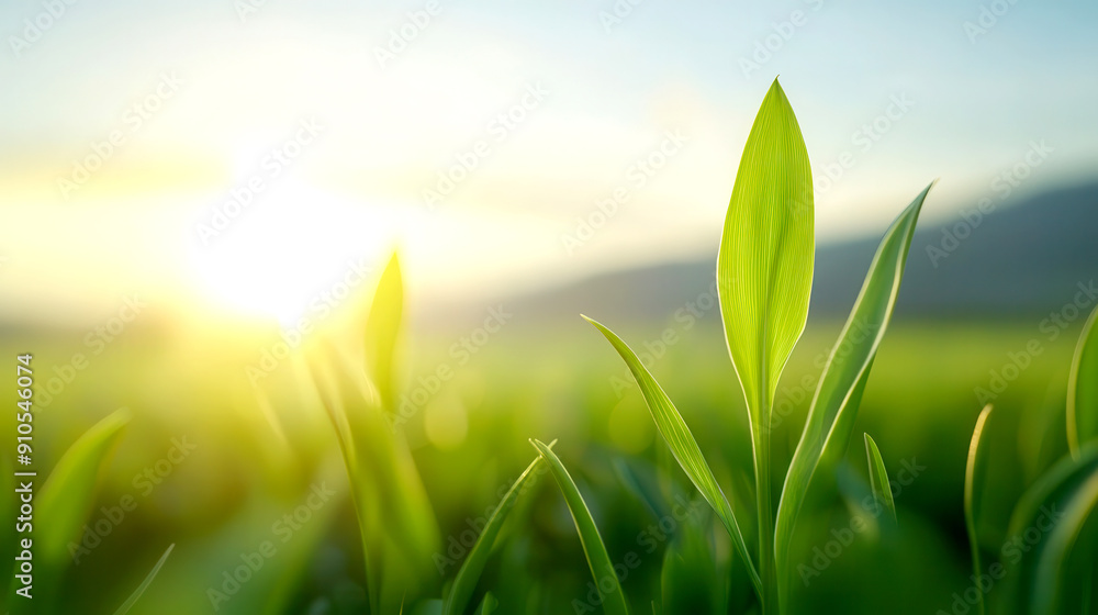 Close-up of fresh green grass blades illuminated by sunlight, symbolizing new beginnings and nature's beauty. Close-up of fresh green grass blades illuminated by sunlight, symbolizing new beginnings and nature's beauty.
