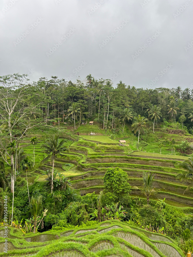 Obraz premium Rice Terraces in Bali