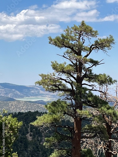 pine tree on the hill