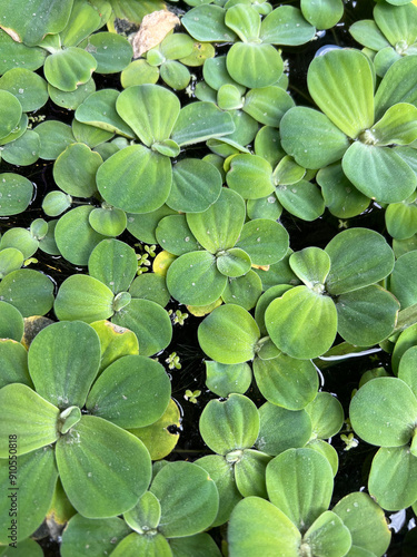 Water Lettuce photo