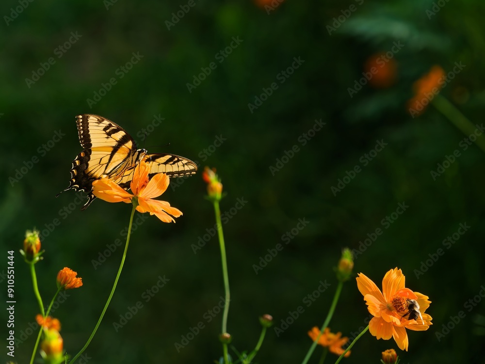 Swallowtail butterfly and bumblebee feeding on orange cosmos blossoms
