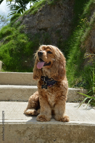 perro cocker spaniel color dorado feliz