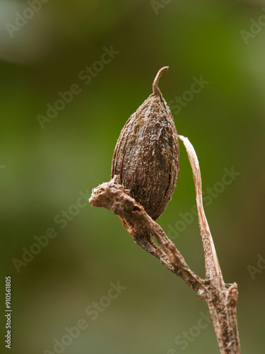 Close-up of a seed of a plant