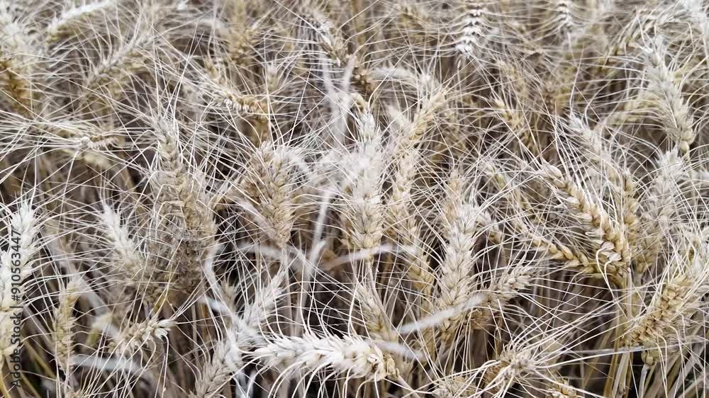 Close-up view of golden wheat ears, entwined and dense, under soft light. Lithuania agriculture close up video shot under sunny blue sky in summer. Close-up view of golden wheat ears, entwined and dense, under soft light. Lithuania agriculture close up video shot under sunny blue sky in summer.