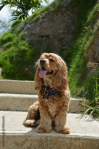 perro cocker spaniel color dorado feliz