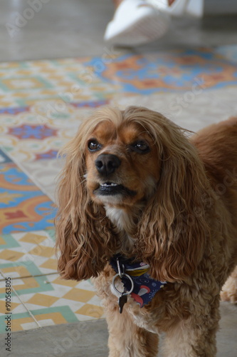 perro cocker spaniel color dorado feliz