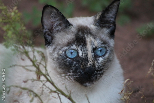 Gato vira lata com olhos azuis e pelagem exótica photo