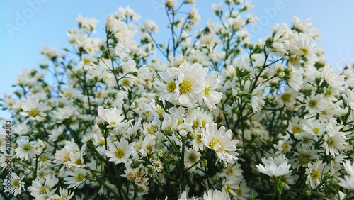 Field of blooming white daisies under a clear blue sky.