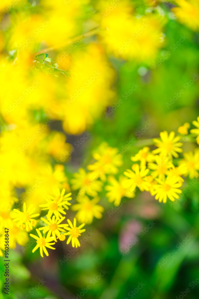 Wooden summer area. Green plants and wild flowers. tree branches. bokeh Wooden summer area. Green plants and wild flowers. tree branches. bokeh