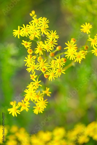 Wooden summer area. Green plants and wild flowers. tree branches. bokeh