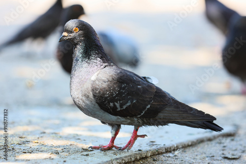 Beautiful grey pigeons on s...