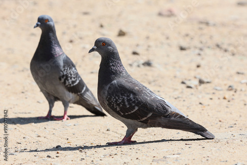Pigeons on grey road outdoors