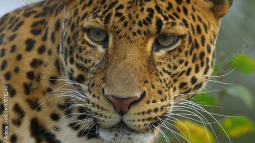 close up portrait of leopard in the wild life