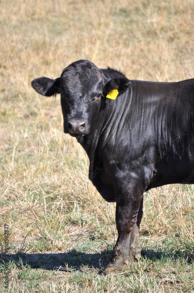 Powerful bull portrait
