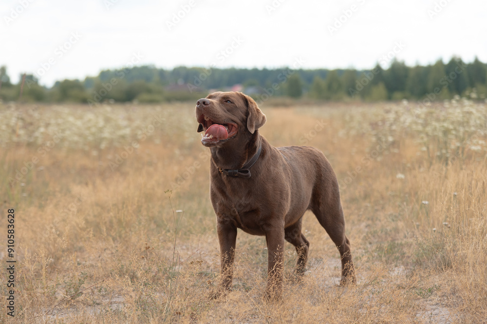 brown labrador at walk outdoors in field, standing on trail, tongue out, dogwalking concept brown labrador at walk outdoors in field, standing on trail, tongue out, dogwalking concept