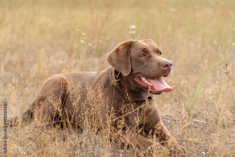 brown labrador at walk outdoors, lying in field, tongue out, dogwalking concept brown labrador at walk outdoors, lying in field, tongue out, dogwalking concept