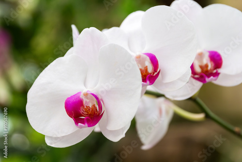 Beautiful white with purple orchid phalaenopsis