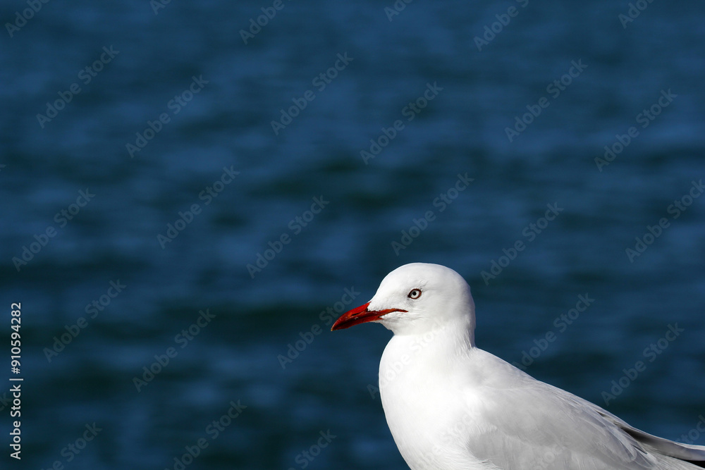 Silver gull seagull bird standing next to the ocean Silver gull seagull bird standing next to the ocean